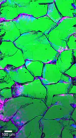 Cracks and carbonation